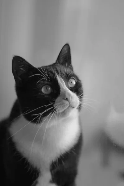 Vacker Svart Katt Sitter Fönsterbrädan Och Tittar Mot Ett Fönster — Stockfoto