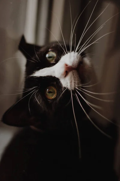Piękny Czarny Kot Siedzi Parapecie Patrzy Okno — Zdjęcie stockowe