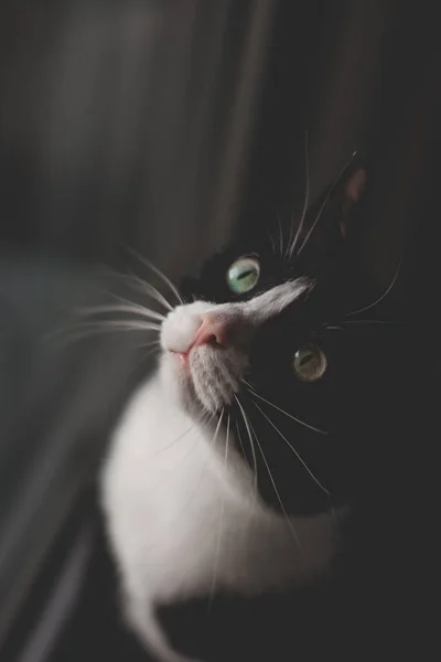 Черная Кошка Сидит Подоконнике Смотрит Окно — стоковое фото