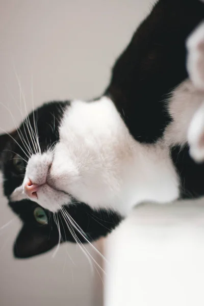 Забавный Чёрный Кот Белым Воротником Лежит Столе Ногами Воздухе Смотрит — стоковое фото
