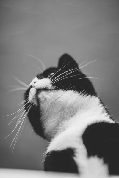 一只长着白领的奇怪的黑猫躺在桌子上 双脚在空中 看着摄像机 — 图库照片