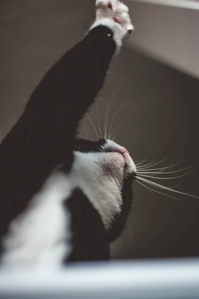 Černá Kočka Bílým Krkem Sedí Bílém Stole Nataženou Tlapkou Šlápne — Stock fotografie