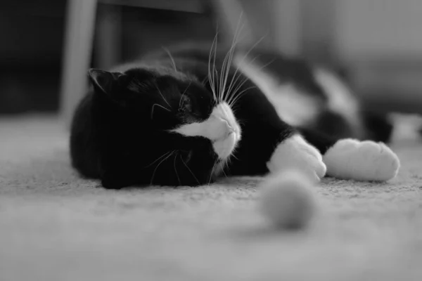 Cute Black Cat White Neck Lying His Back Carpet Next — Stock Photo, Image