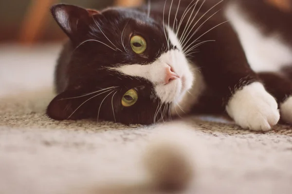 白い首のかわいい黒い猫がおもちゃのボールの横のカーペットの上に横になっています — ストック写真