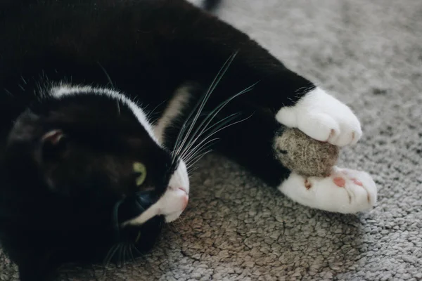 Cute Black Cat White Neck Lying His Back Carpet Holding — Stock Photo, Image