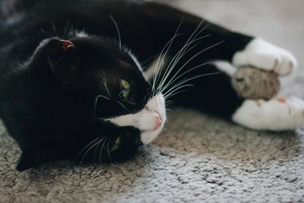 Söt Svart Katt Med Vit Hals Ligger Rygg Mattan Håller — Stockfoto