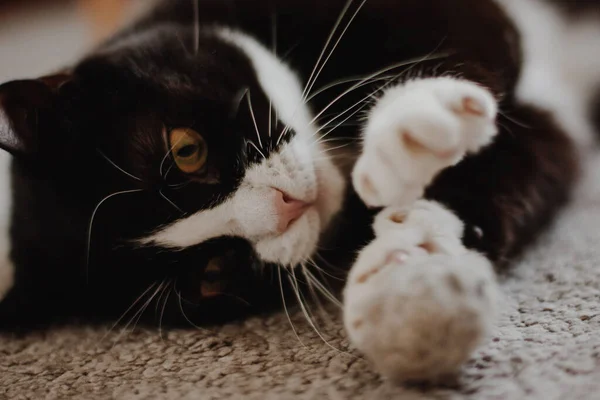 Милий Чорний Кіт Білою Шиєю Лежить Спині Килимі Тримає Іграшковий — стокове фото