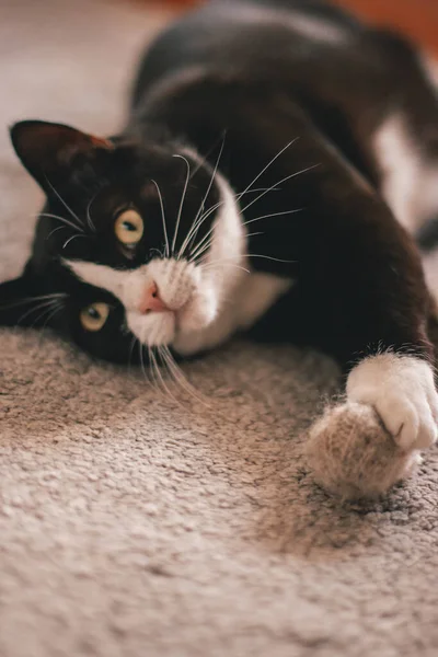 白い首を持つ可愛い黒猫は彼の足でおもちゃのボールを保持カーペットの上に彼の背中に横たわっている — ストック写真