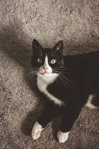 Beyaz Boyunlu Sevimli Siyah Kedi Halıya Uzanmış Kameraya Bakıyor — Stok fotoğraf