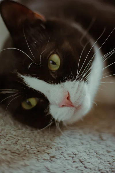 Close Portrait Black Cat White Neck Lying His Back Carpet — Stock Photo, Image