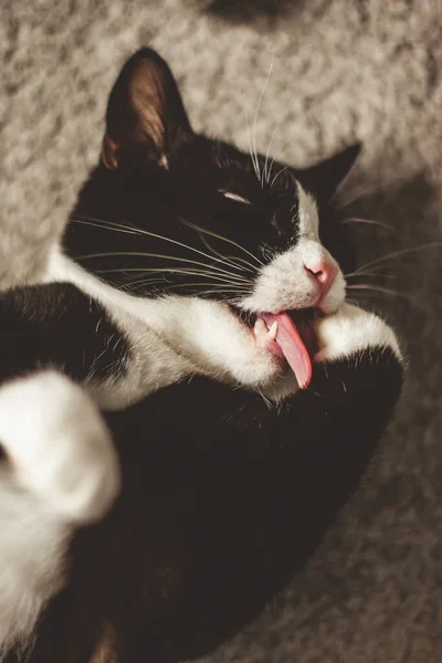 カーペットの上に横になって白い足をなめるかわいい黒い猫 — ストック写真