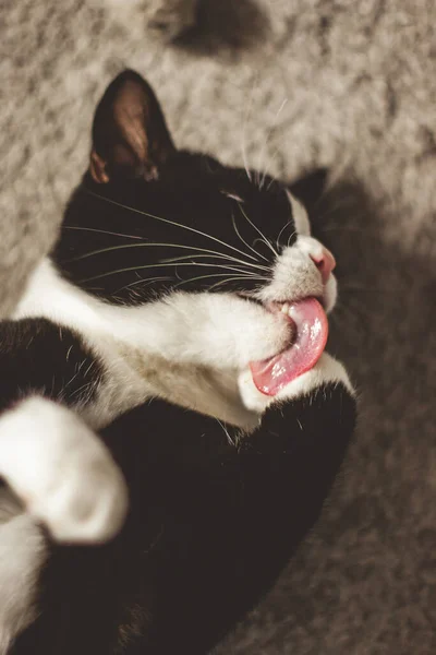 Cute Black Cat Lying Back Carpet Licks His White Paw — Stock Photo, Image