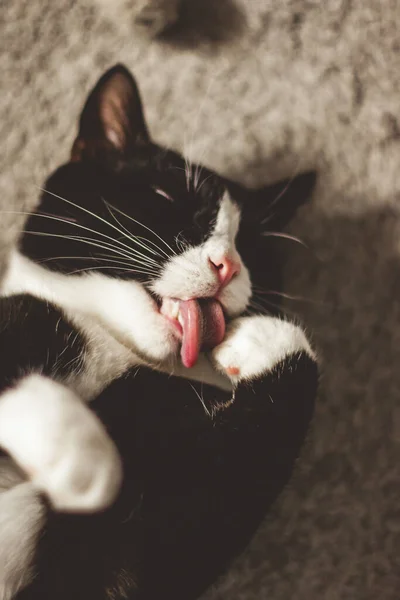 Lindo Gato Negro Tumbado Espalda Como Una Alfombra Lame Pata —  Fotos de Stock