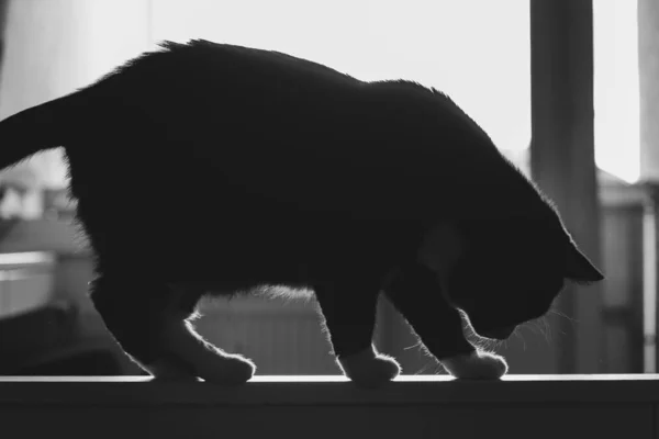木製のベッドの端に立っている黒い猫のシルエットが窓に対して — ストック写真