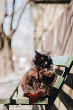 Kahverengi sokak kedisi güneşleniyor.