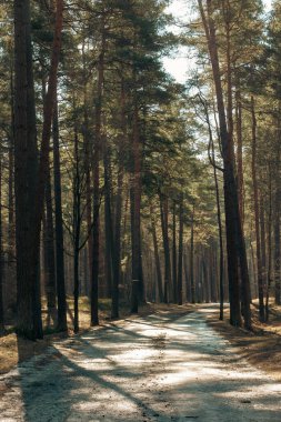doğal ve güzel turizm iz Nehri yakınında ormanda. Letonya.