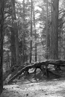 Yeşil bir ormanda ağaç kökleri ve güneş ışığı