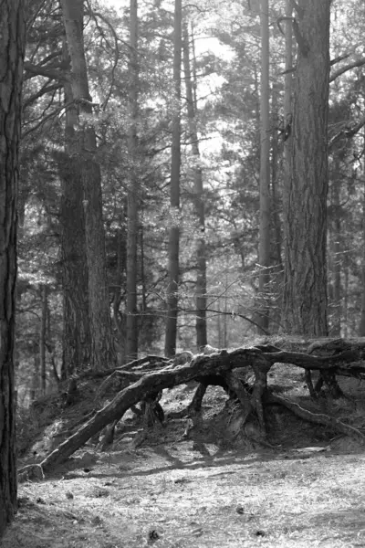 Yeşil bir ormanda ağaç kökleri ve güneş ışığı