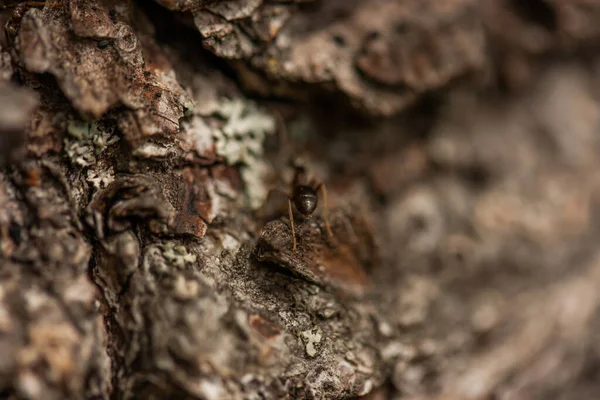 Primer Plano Espalda Una Hormiga Que Arrastra Bajo Corteza Pino — Foto de Stock