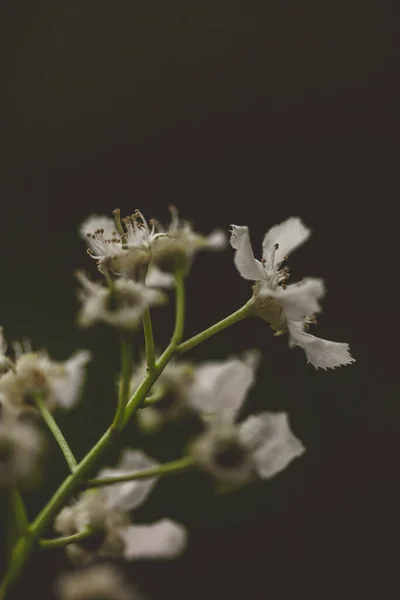 Primo Piano Fiore Bianco Uno Sfondo Nero Macro Primavera Foto — Foto Stock