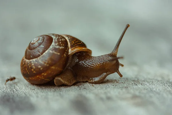 Caracol Árbol Jardín Caracol Deslizándose Sobre Textura Madera Húmeda Macro —  Fotos de Stock