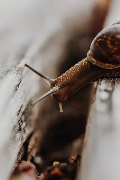 Caracol Jardín Madera Caracol Desliza Sobre Textura Madera Húmeda Tratando — Foto de Stock