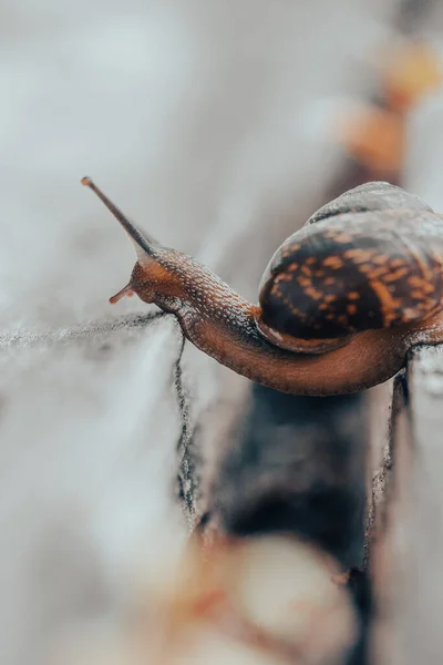 Caracol Jardín Madera Caracol Desliza Sobre Textura Madera Húmeda Tratando — Foto de Stock