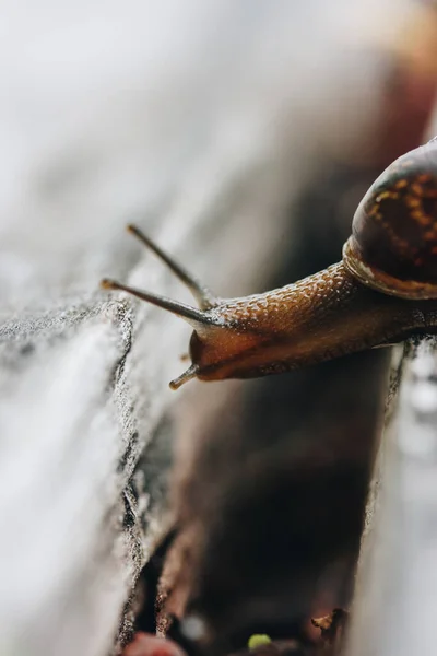 Caracol Jardim Madeira Caracol Desliza Sobre Textura Madeira Molhada Tentando — Fotografia de Stock