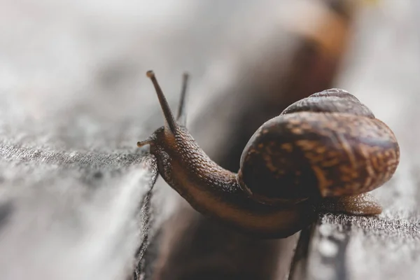 Caracol Jardim Madeira Caracol Desliza Sobre Textura Madeira Molhada Tentando — Fotografia de Stock