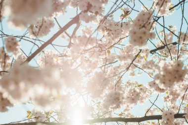 Mavi gökyüzünün altındaki ağaçta pembe kiraz çiçeklerinin güzel dallarının seçici odak noktası, bahar mevsiminde güzel Sakura çiçekleri, çiçek desenleri, doğa çiçekli arka plan..