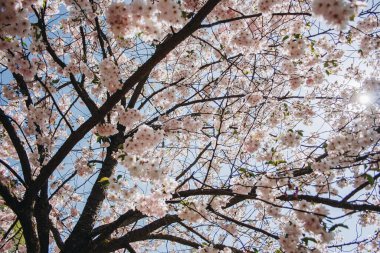 Mavi gökyüzünün altındaki ağaçta pembe kiraz çiçeklerinin güzel dallarının seçici odak noktası, bahar mevsiminde güzel Sakura çiçekleri, çiçek desenleri, doğa çiçekli arka plan..