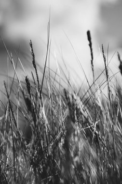 Bataklık bitkileri çimen bentleri ve yeşilliklerle kapanıyor, baharda bataklık - antika film görüntüsü