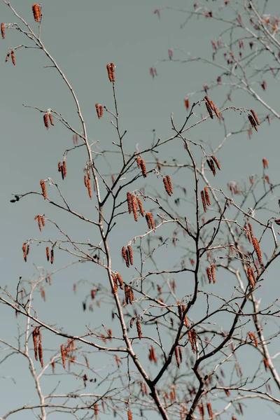 在温暖的阳光明媚的春天 蓝天下 枝条长满了红芽 — 图库照片