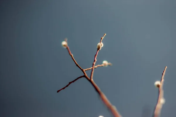 꽃봉오리가 버드나무 — 스톡 사진