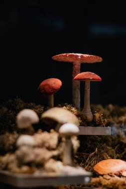 Kırmızı ve beyaz sinekler yosun içinde agarik. Zehirli mantarlar..