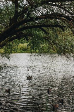 Yazın mavi bir su birikintisinde yüzen ördekler ve sahilde gölgeler oluşturan yeşil bir ağaç..