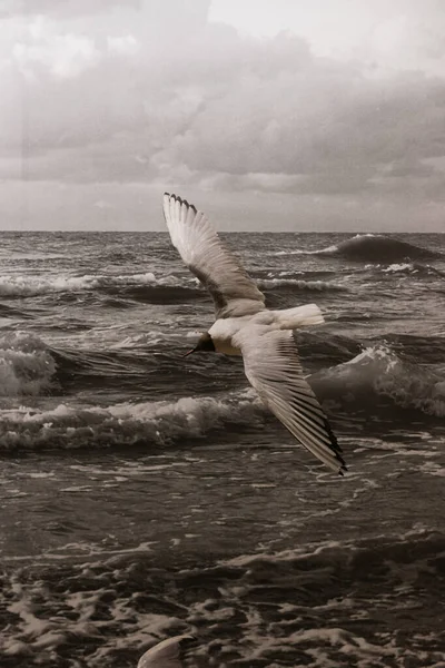 A white seagull with open wings flies by the sea. Waves with white foam.