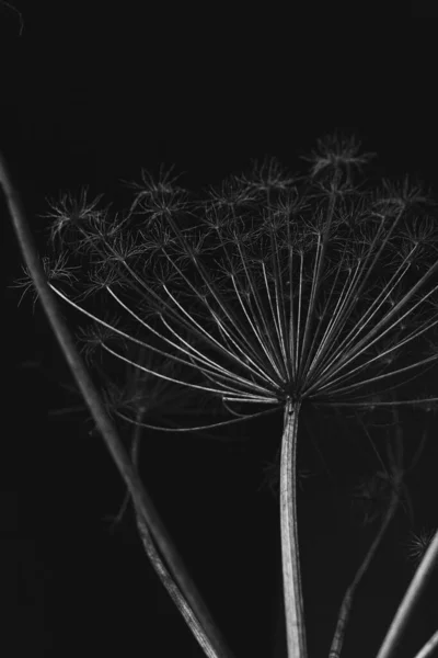 Salsa Vaca Cereja Selvagem Sylvestris Anthriscus Macro Cachos Flores Foco — Fotografia de Stock