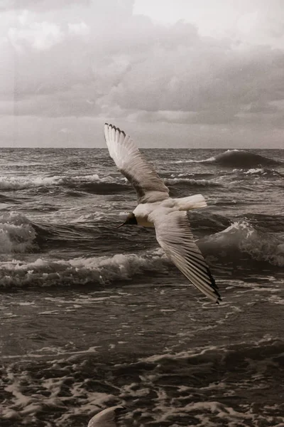 White Seagull Open Wings Flies Sea Waves White Foam Stock Picture