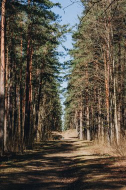 Mavi gökyüzünün altındaki çam ormanında yürüyüş yolu. Yolun bir tarafında yeşil çam ağaçları var, diğer tarafında ise kurumuş..