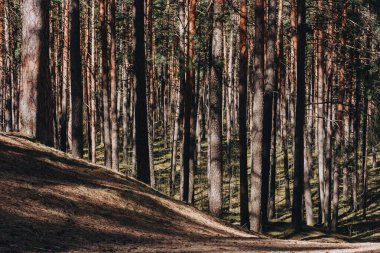 Güzel manzara. Gün batımında çam ormanı. Güneş ışığı ağaç gövdelerinde parlıyor..