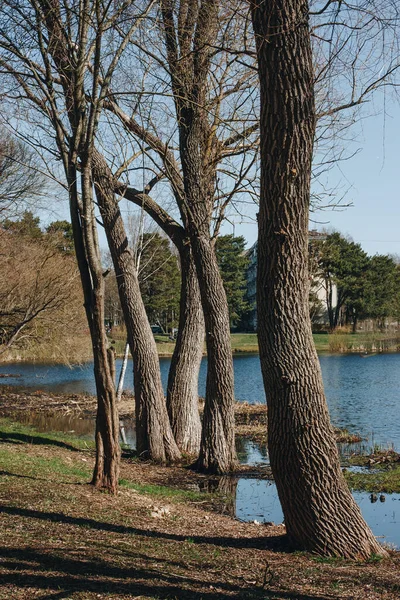 Orilla Del Lago Día Primavera Inundada Orilla Del Lago Con —  Fotos de Stock