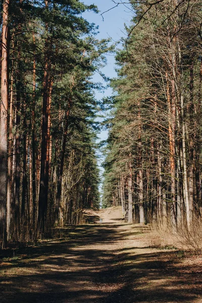Mavi gökyüzünün altındaki çam ormanında yürüyüş yolu. Yolun bir tarafında yeşil çam ağaçları var, diğer tarafında ise kurumuş..
