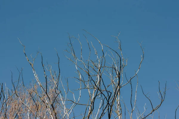 Torkade Träd Grenar Mot Den Blå Sommarhimlen — Stockfoto