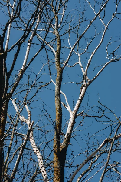 Vissnat Träd Varm Sommardag Blå Himmel — Stockfoto