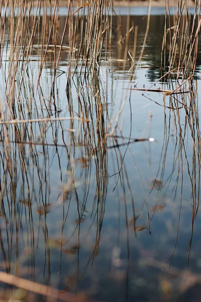 Lac Herbe Sèche Printemps Branche Est Jour Doré Ensoleillé Lac — Photo