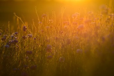 Yaz ortası çiçeği. Altın yaz akşamı günbatımında mavi çiçek. Güzel manzara