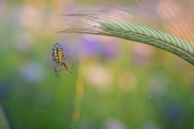 Tahıl tarlasında ölüm pusuda bekliyor. Güzel çizilmiş bir Aculepeira Ceropegia, tahıl tarlasında avını pusuya yatar..