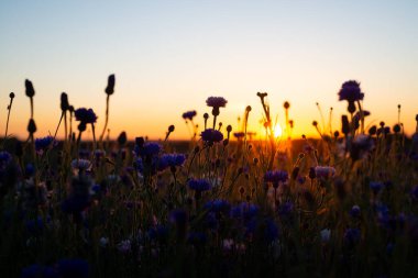 Buğday tarlasında parlak mavi çiçek renkli günbatımında