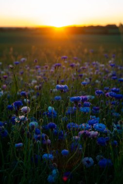 Buğday tarlasında parlak mavi çiçek renkli günbatımında